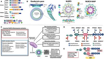 Human Autoinflammatory Diseases Mediated by NLRP3-, Pyrin-, NLRP1-, and NLRC4-Inflammasome Dysregulation Updates on Diagnosis, Treatment, and the Respective Roles of IL-1 and IL-18